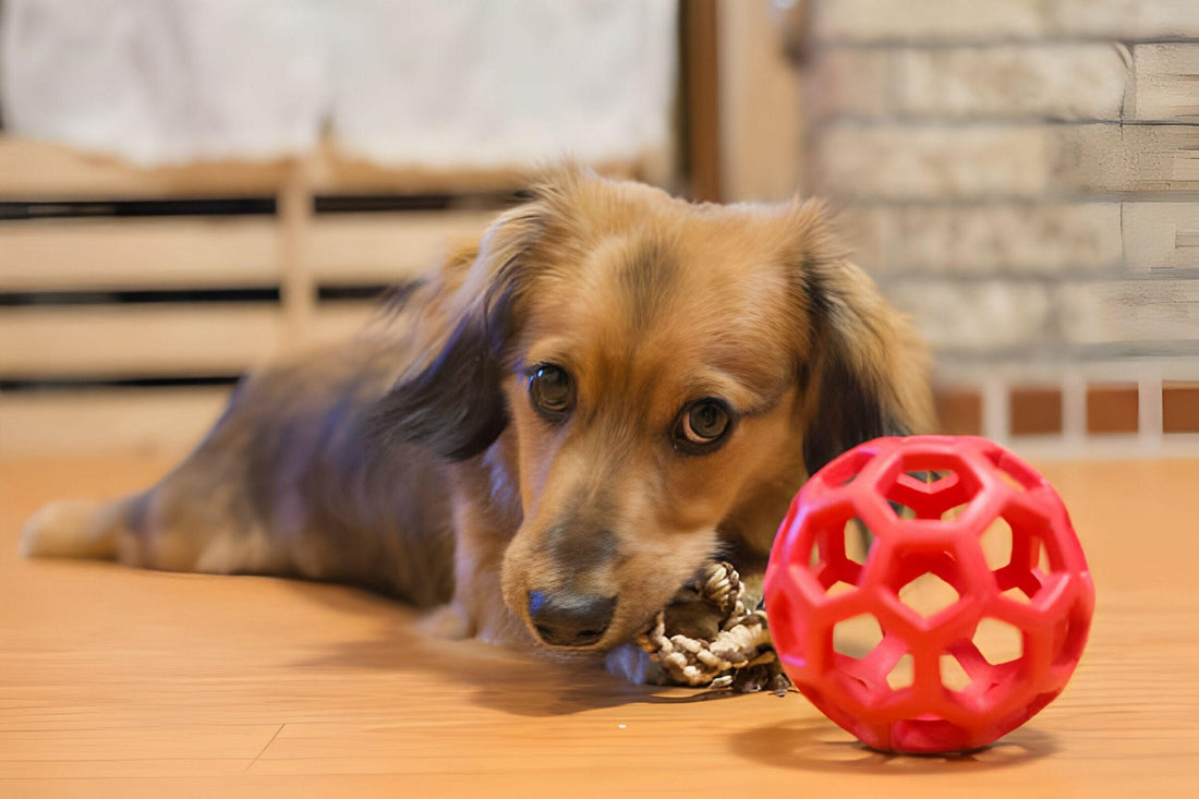 6 Best Enrichment Toys for Dogs to Beat Boredom