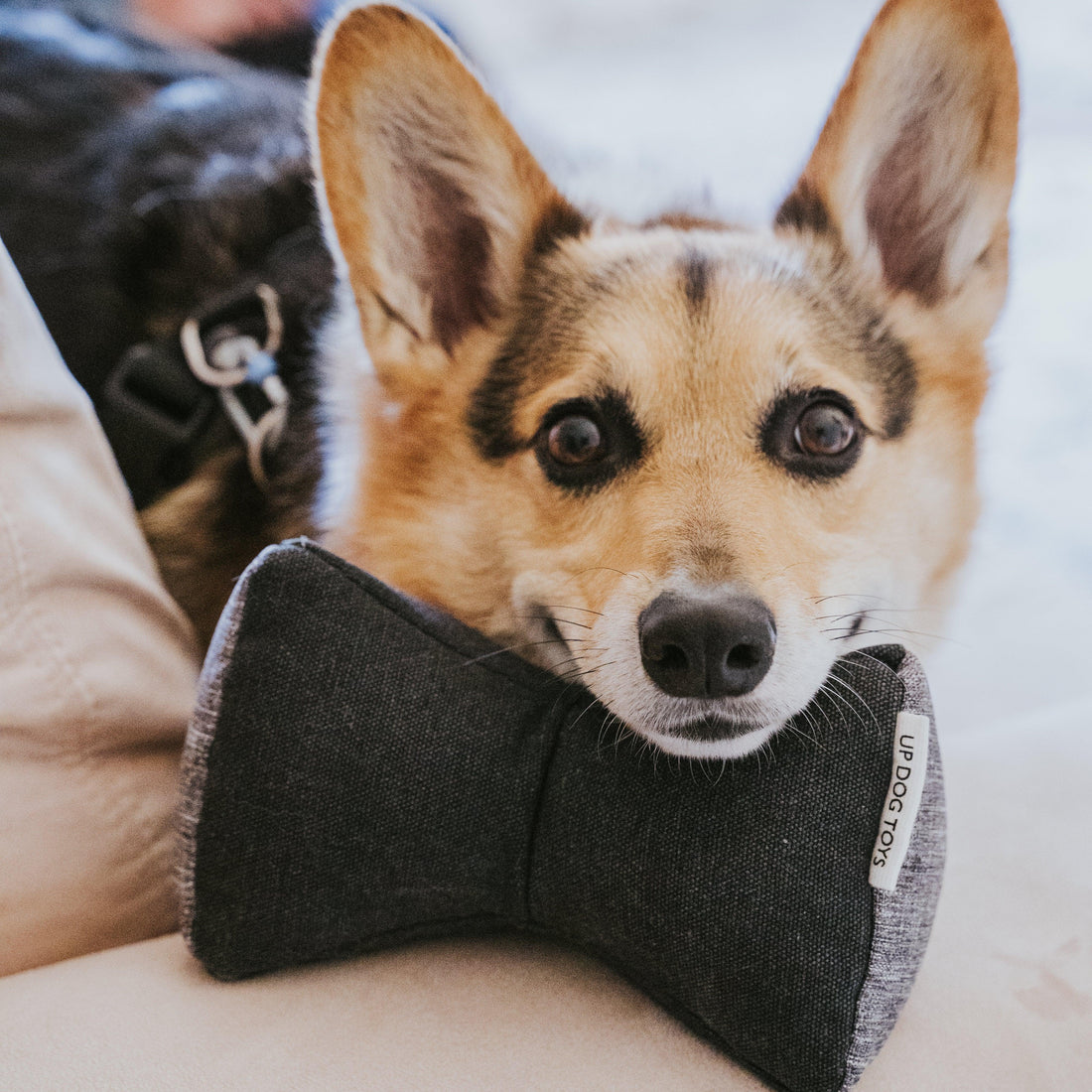 8 Easy Ways to Keep Your Dog Entertained | Up Dog Toys