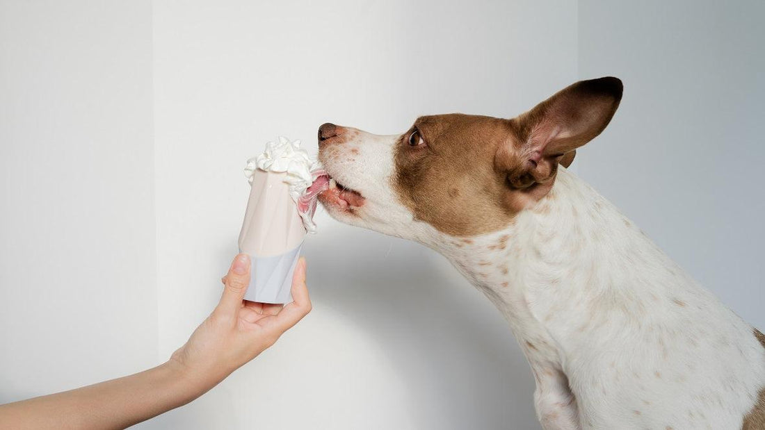 The Ubbe Toy - an Easy to Clean Food Dispensing Dog Toy with a Detachable and Minimalist Design