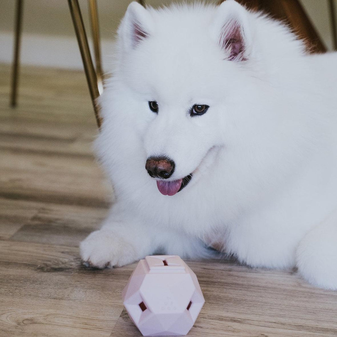 Treat-Dispensing Toys that are Worth Every Penny | Up Dog Toys