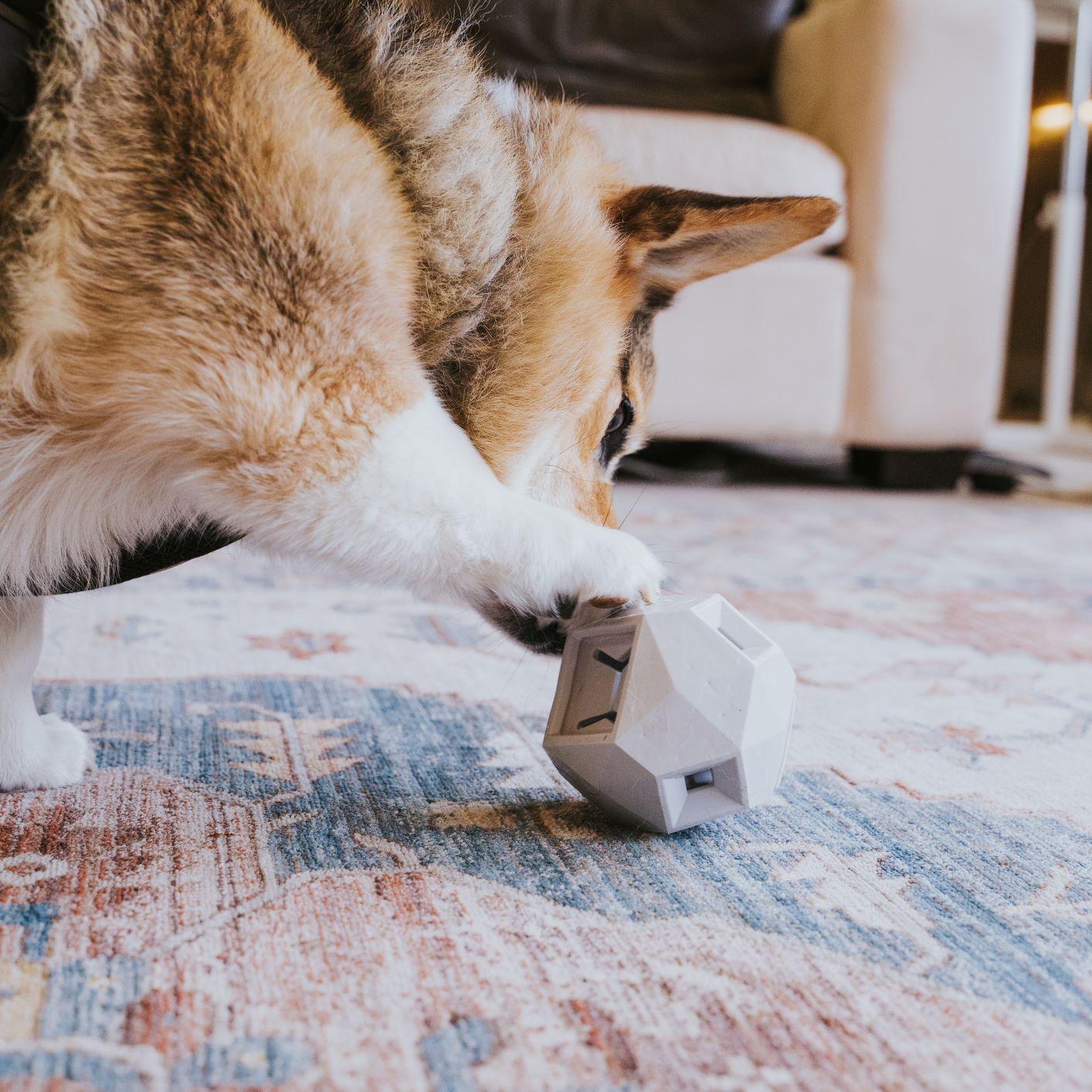 Puzzle Toys are Amazing, Find out Which Puzzle Toys Your Dog Will